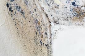 Mold Odor Removal Services in Lanai City, HI